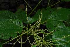 Boehmeria platyphylla